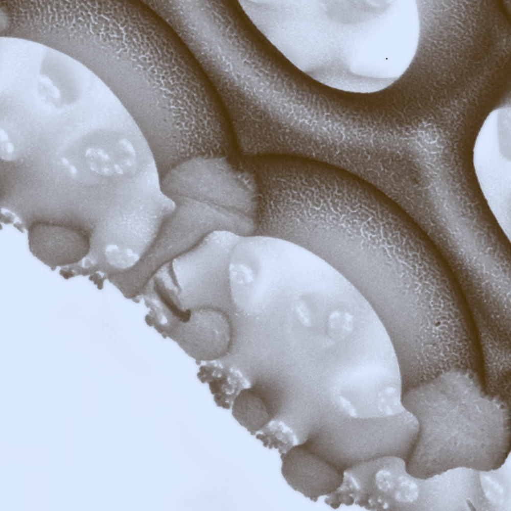 (Image de l'article n°205 : Image de l'article `Les diatomées, ces algues qui fabriquèrent du verre bien avant les humains`)
