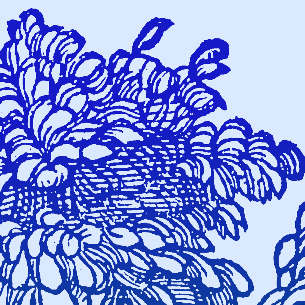 Image du contenu `Alectryon à feuilles d’olivier`