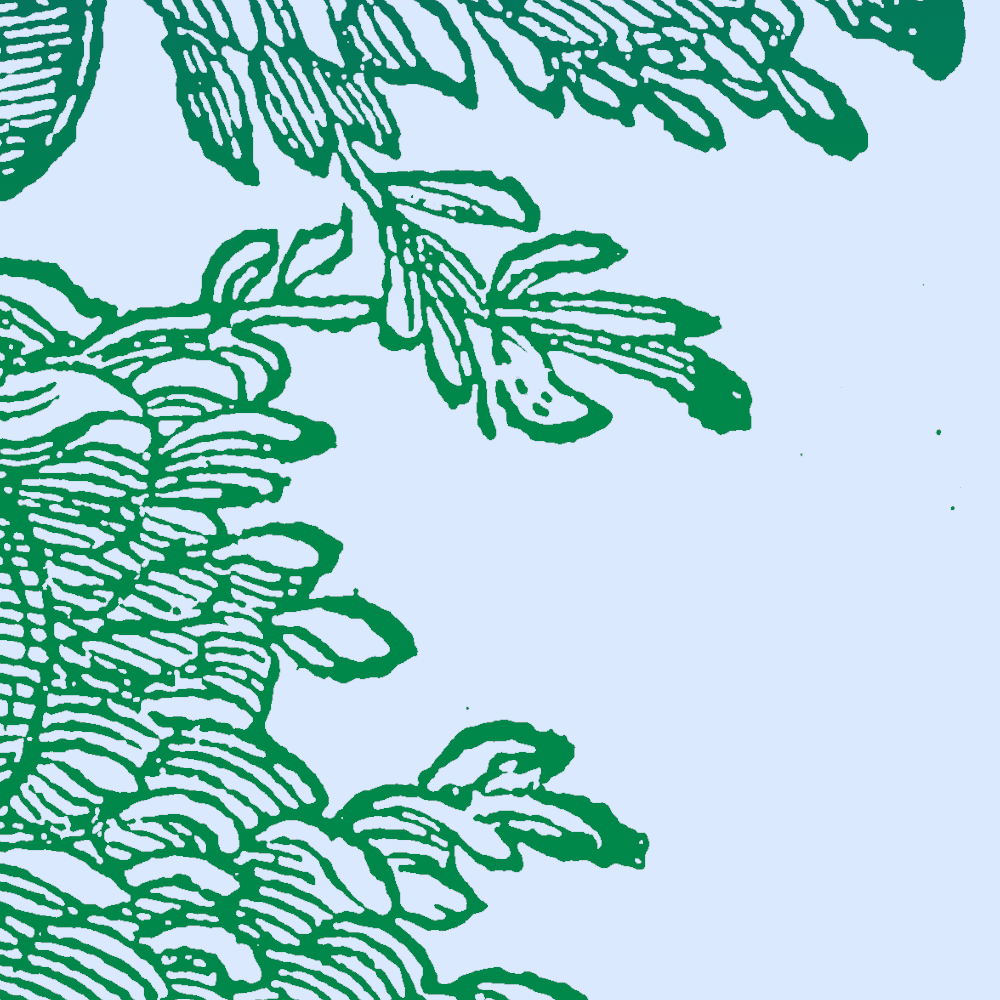 Image du contenu `Bouleau à feuilles de peuplier`