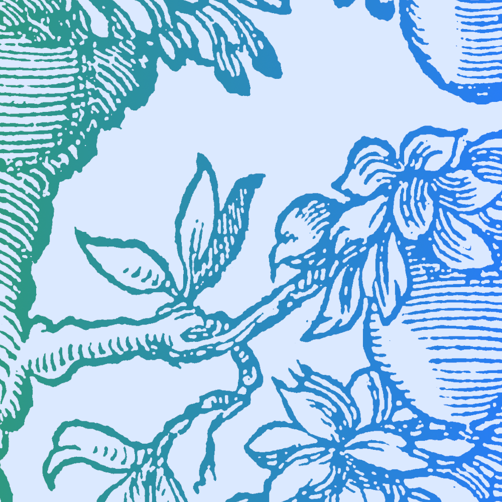 Image du contenu `Chêne à feuilles de saule`