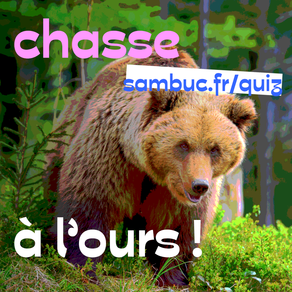 Logo du quiz : Chasse à l’ours !.