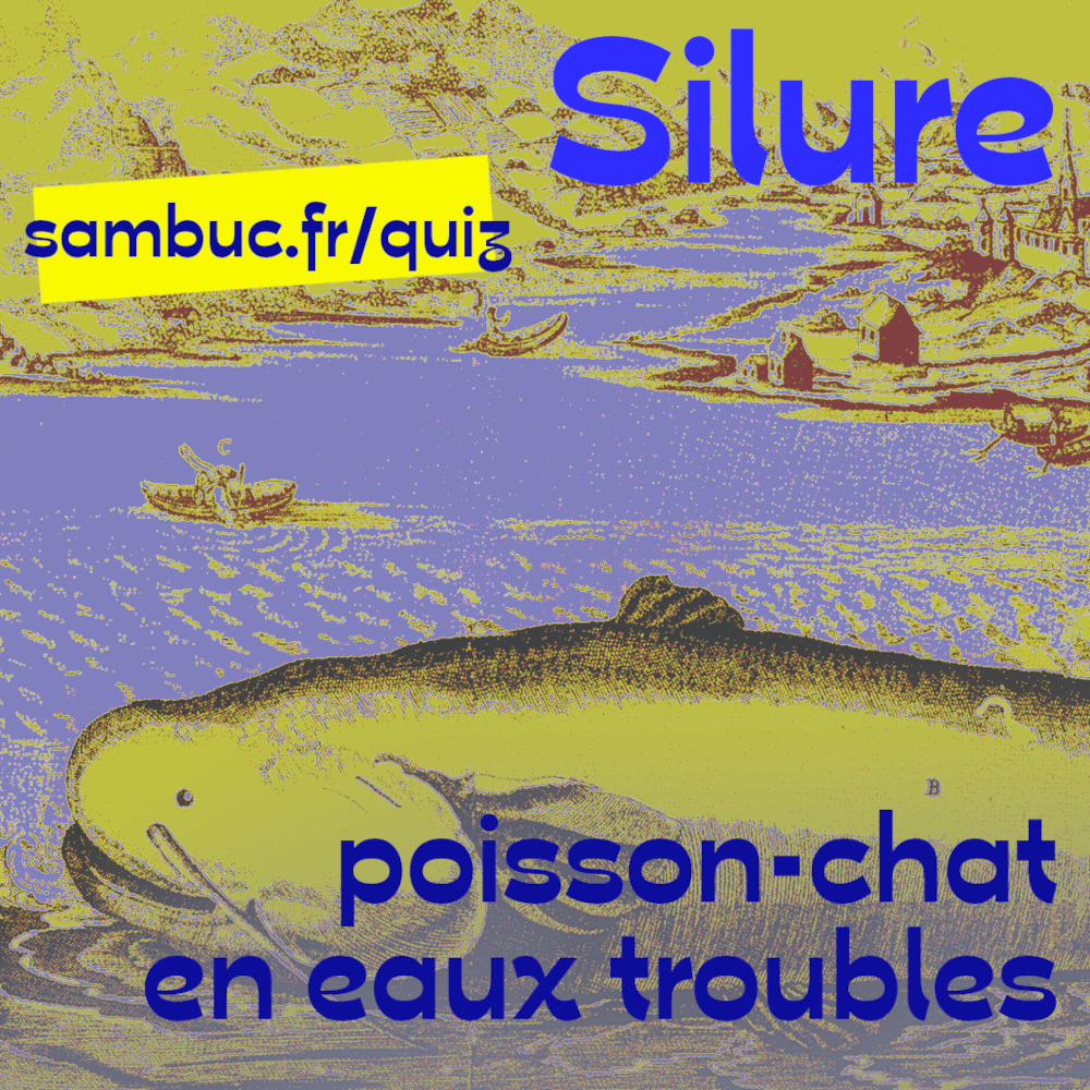 Logo du quiz : Silure : poisson-chat en eaux troubles.