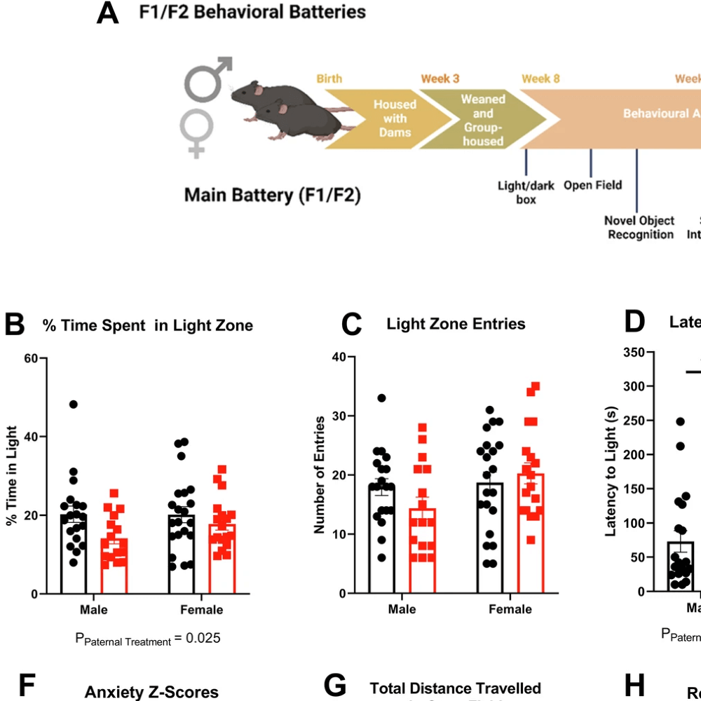 Image de l'article `Neurosciences : le Covid-19 pourrait affecter la santé mentale des générations futures`