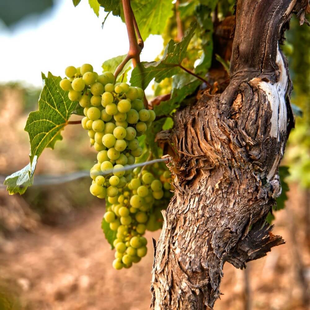 Image de l'article `Production mondiale de vin 2025 : un redressement timide après une année historiquement faible`