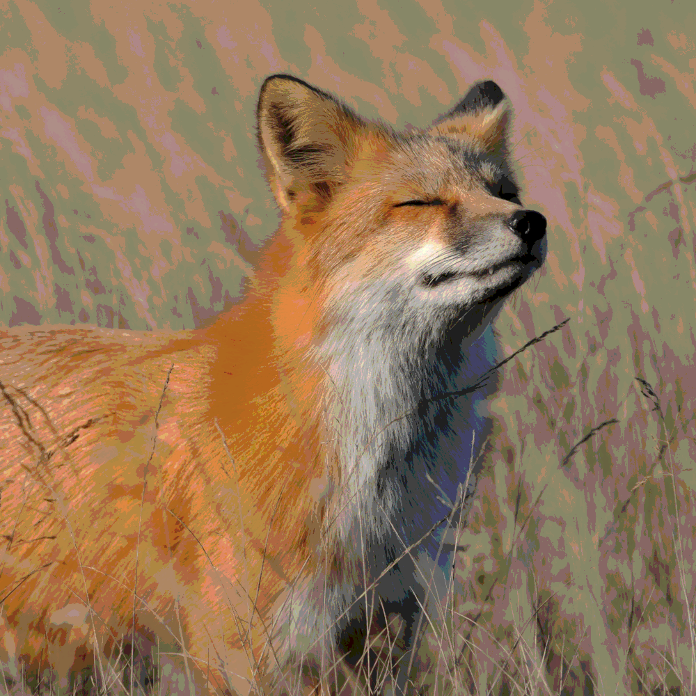 Renard roux (Vulpes vulpes) / d'apr. Minette Layne