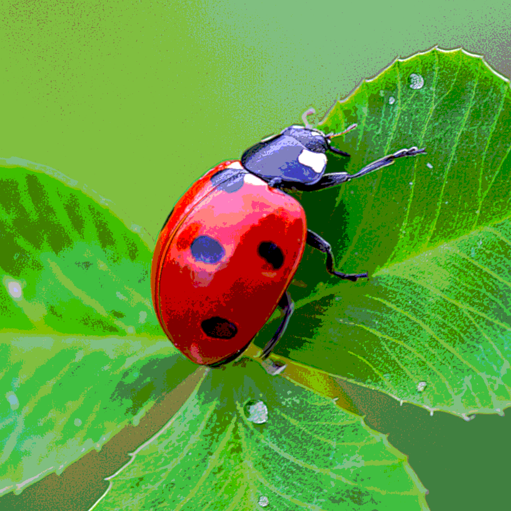Coccinella septempunctata, d'apr. photographie