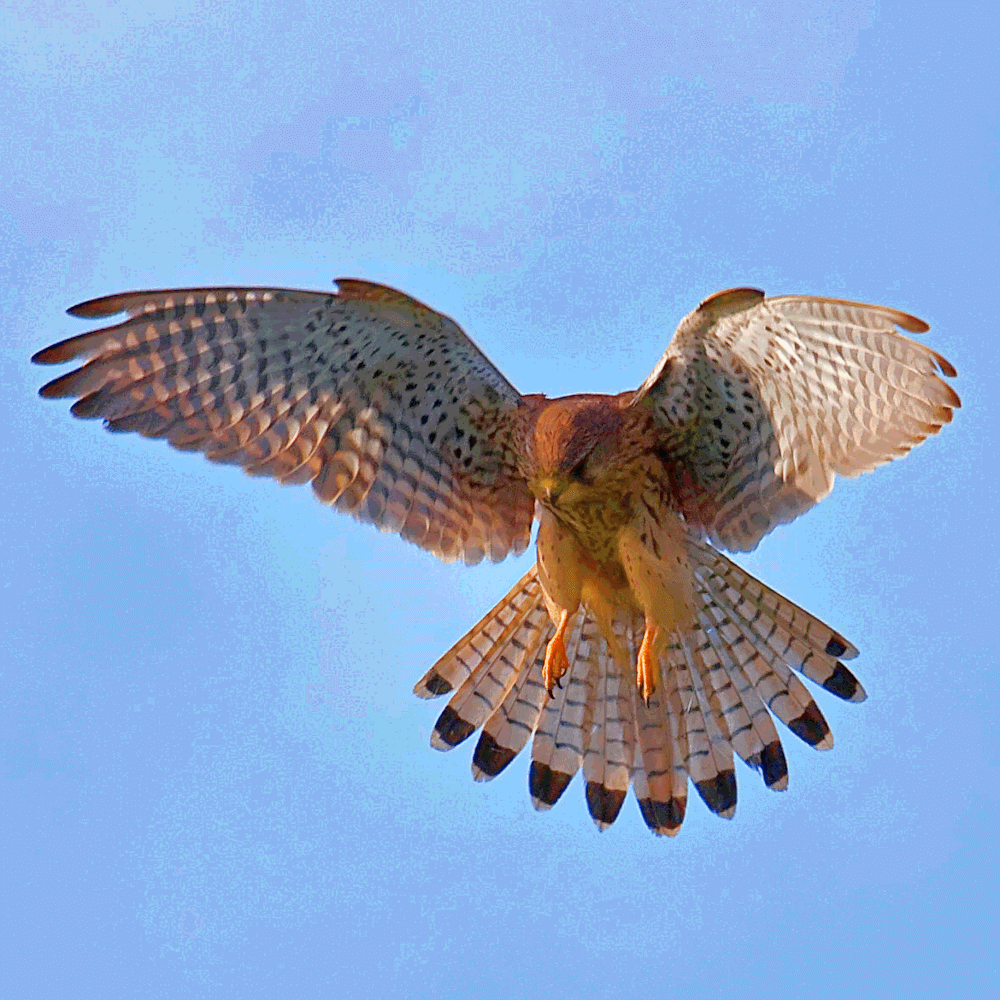 Falco tinnunculus, d'apr. photographie