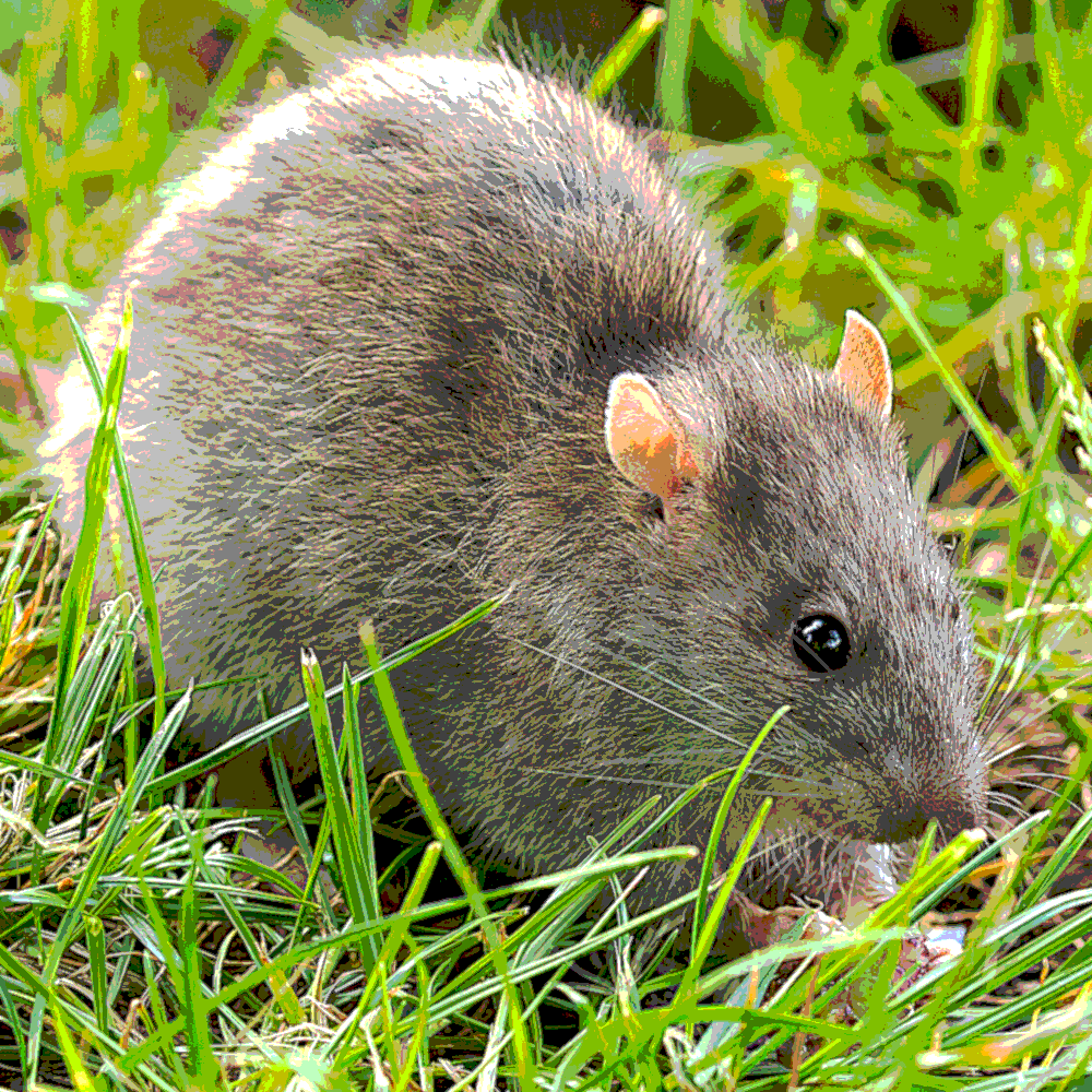 Rattus norvegicus, d'apr. photographie