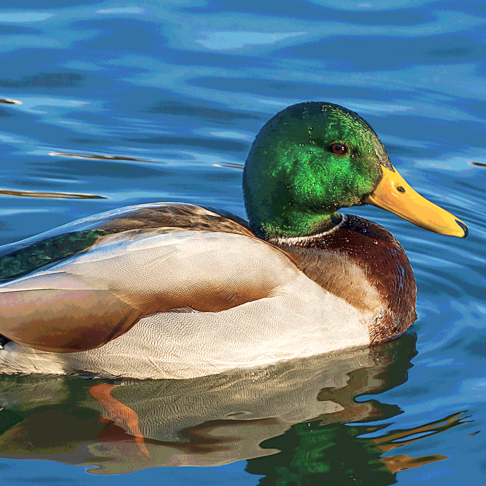 Image de l'article `Canard colvert`