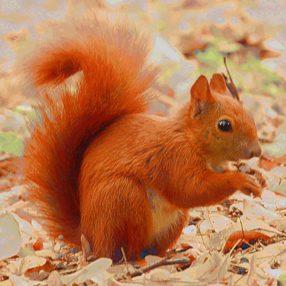 Image de l'article `Écureuil roux`