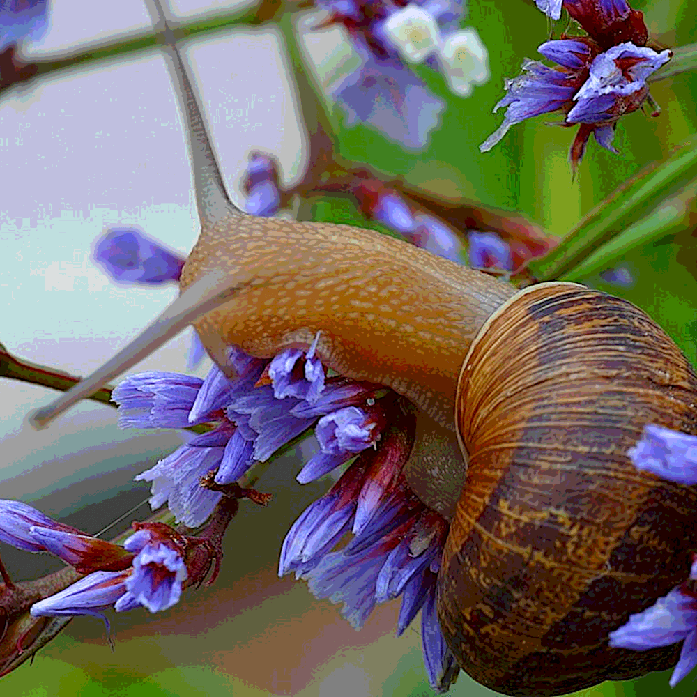 Cornu aspersum, d'apr. photographie