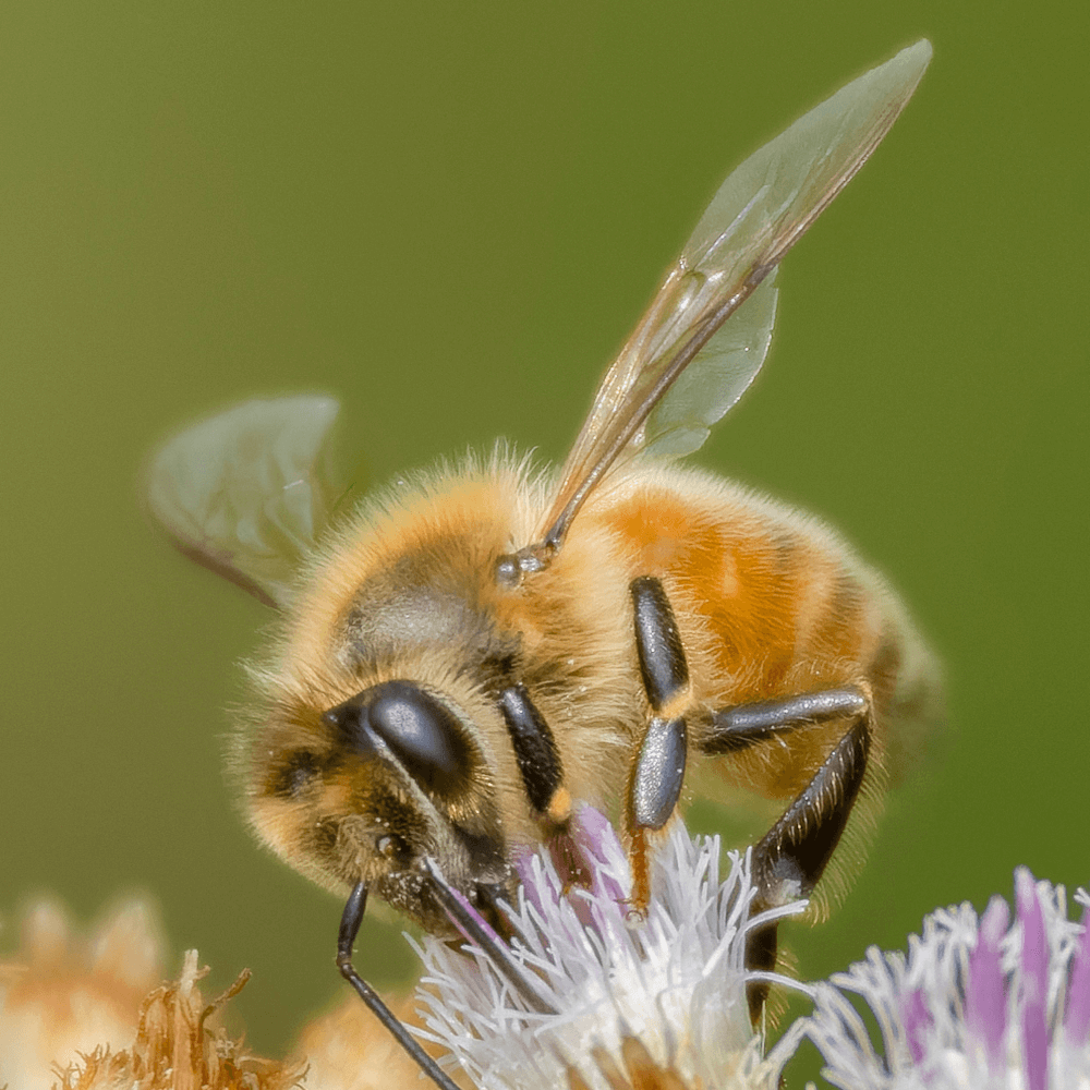 Apis mellifera, d'apr. photographie
