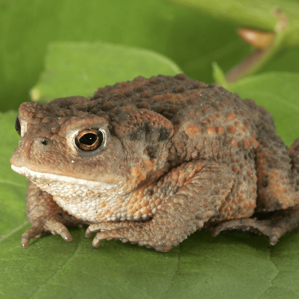 Bufo bufo, d'apr. photographie