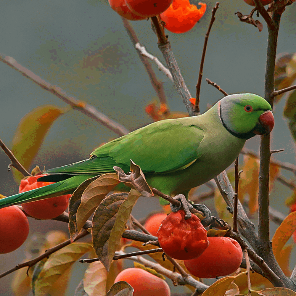 Psittacula krameri, d'apr. photographie