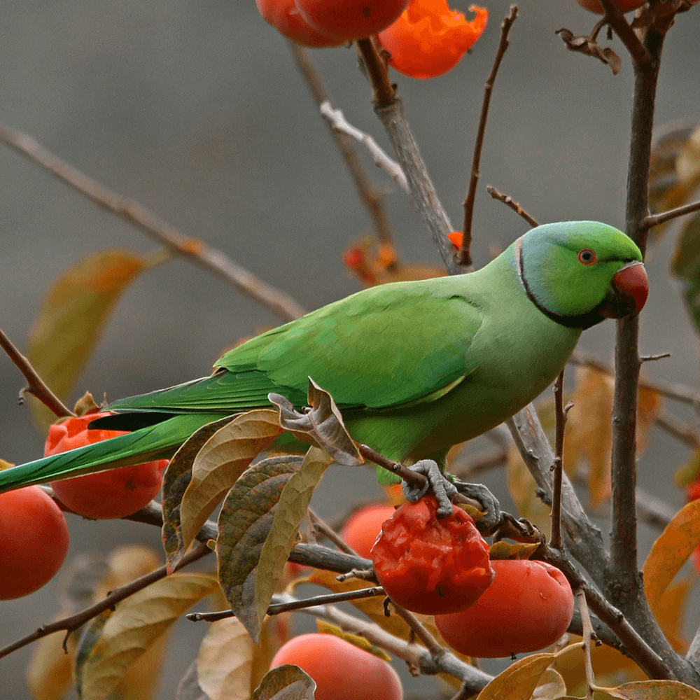 Psittacula krameri, d'apr. photographie