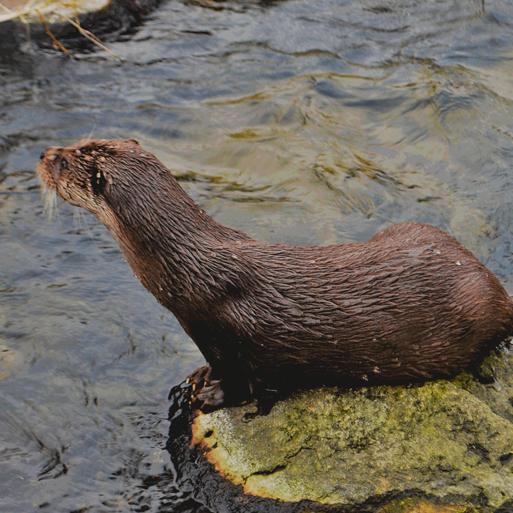 Image de l'article `Loutre d’Europe`