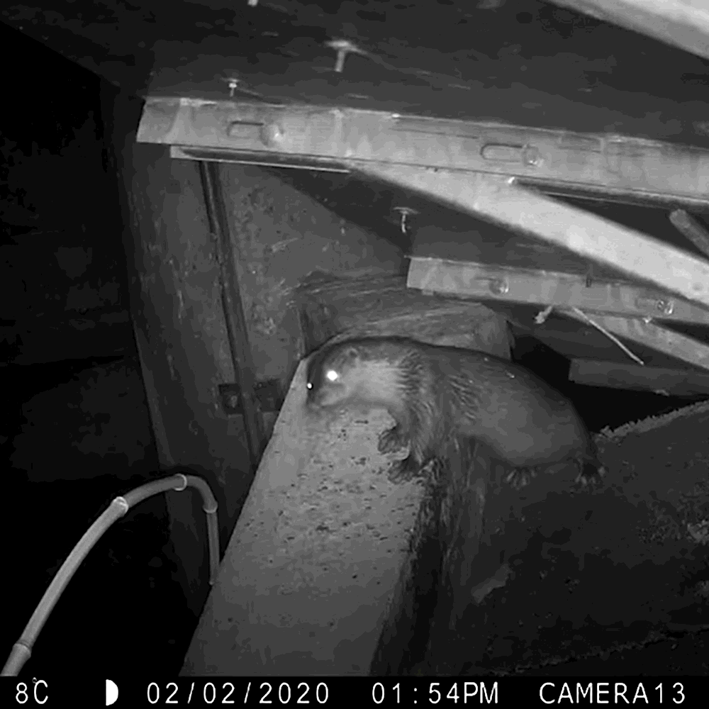 Loutre aux abords du fleuve Lez, capturée à l'aide d'un piège photographique (CNRS)