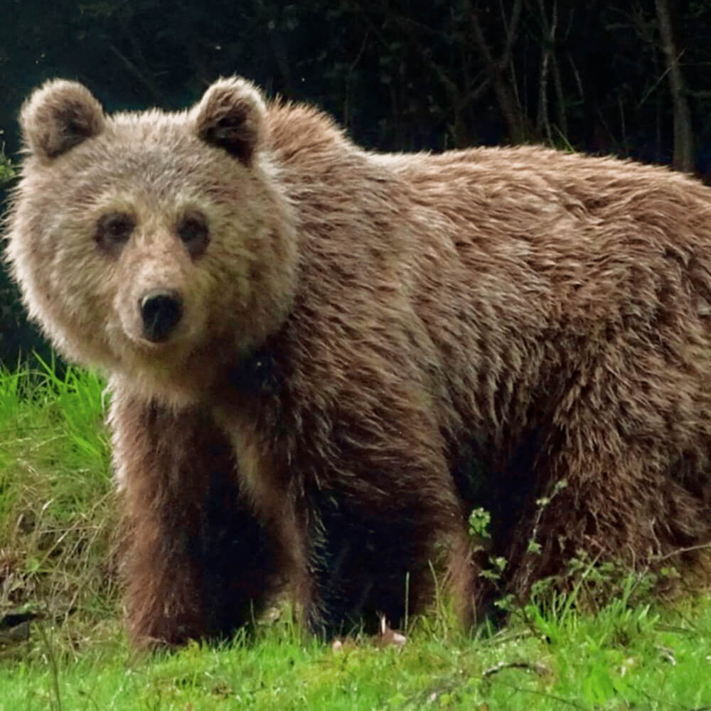 Spécimen d'ours brun photographié dans les Pyrénées