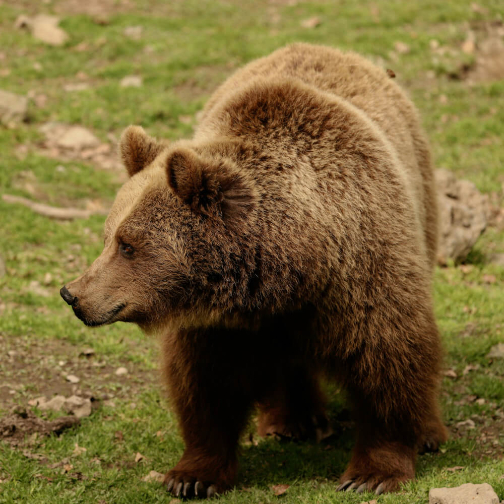Spécimen d'ours brun (Allemagne)