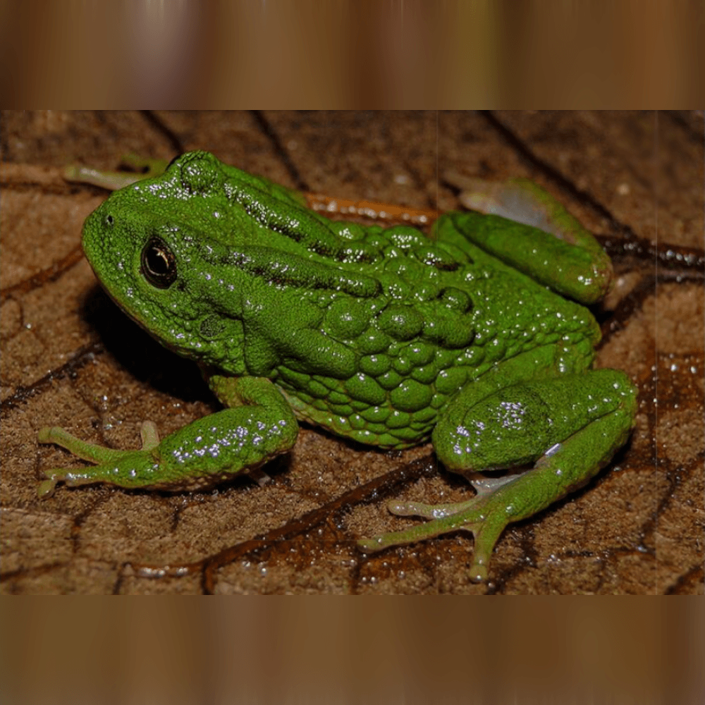 Photographie d'un spécimen de Gastrotheca mittaliiti, papier scientifique