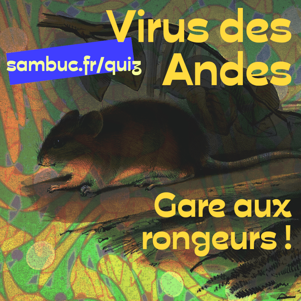 Affiche du quiz Hantavirus des Andes / Israfil Dough