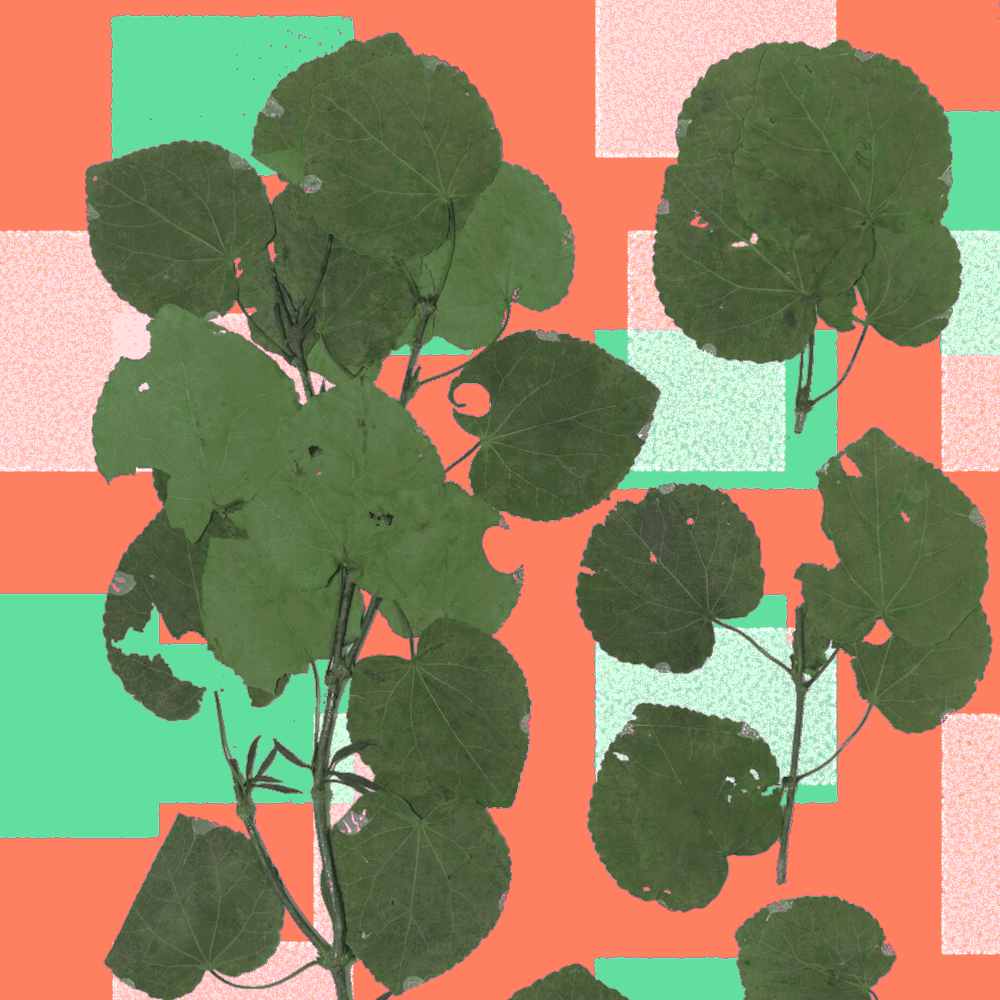 Image de l'article `Arbre à caramel du Japon`