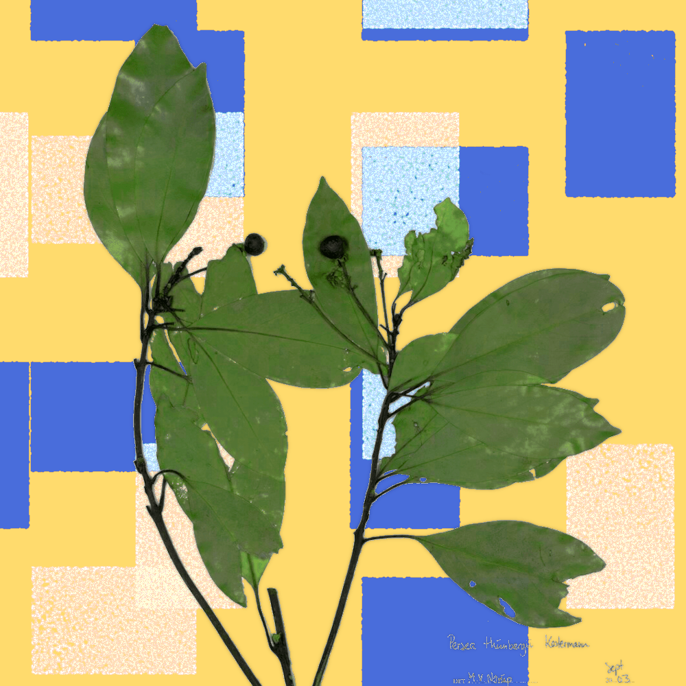 Image de l'article `Machilus thunbergii`