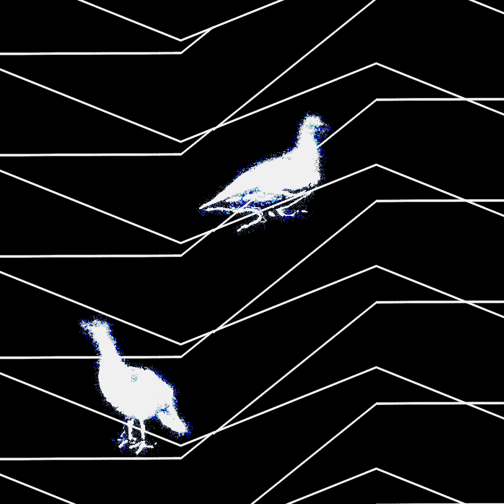 Oiseaux ? / Israfil