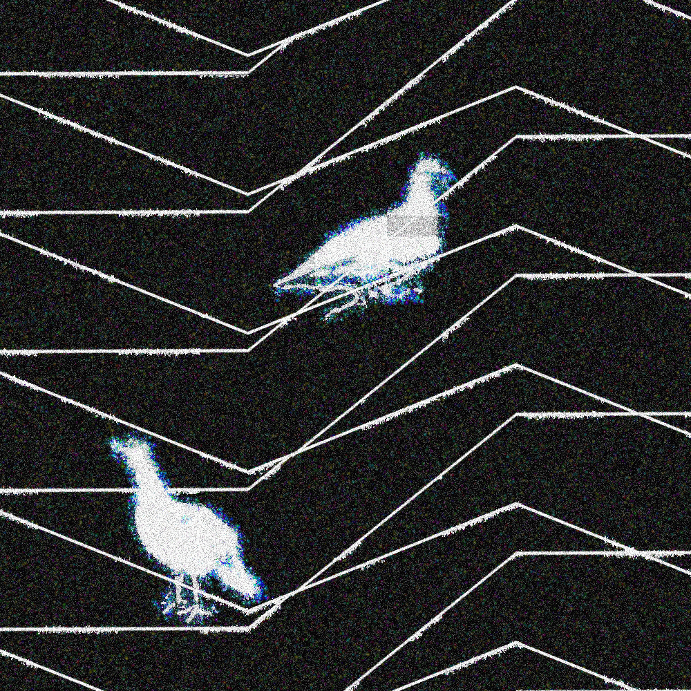 Série "Oiseaux ?" / Israfil